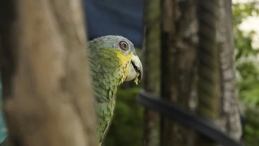 a large parrot is sitting on top of a tree