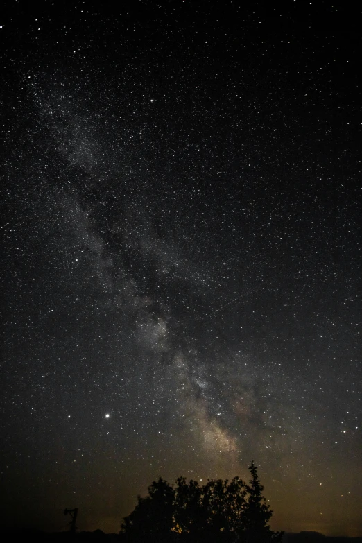 trees in silhouette against the night sky with the stars above