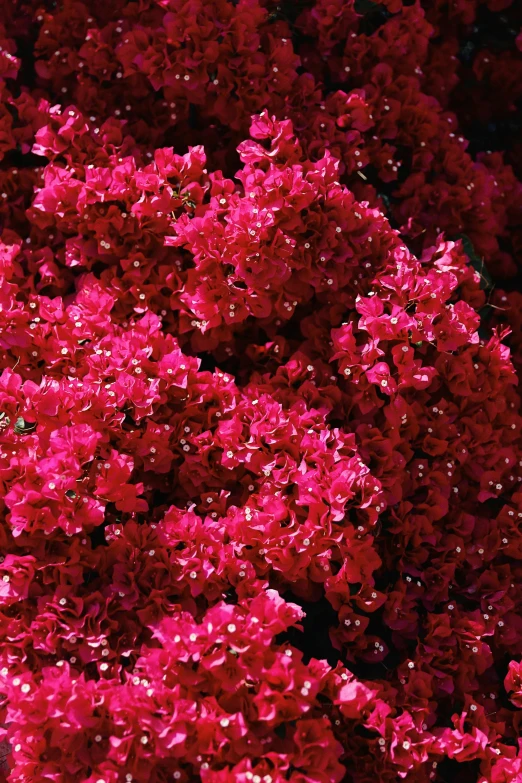 pink flowers bloom in the sunlight with droplets on them