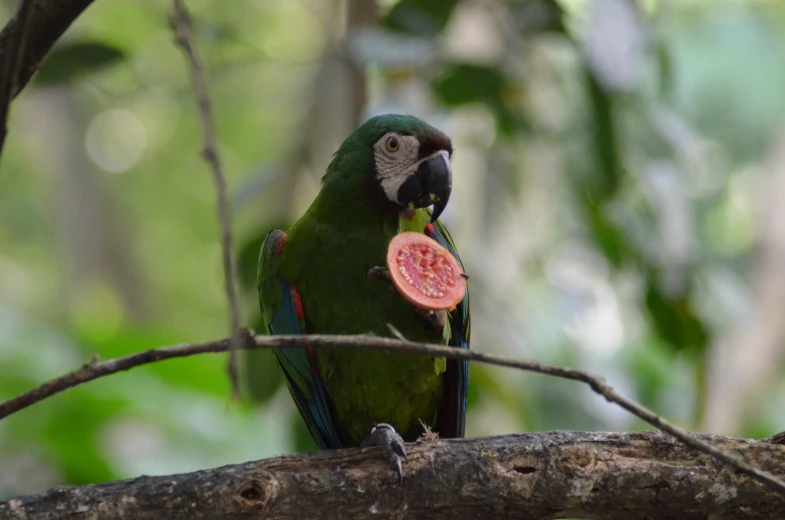 parrot with pink object in mouth sitting on a tree nch