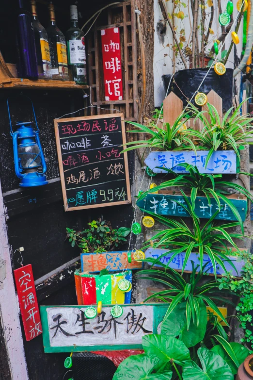 a plant in a pot in front of a store