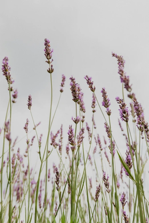 purple flowers that are next to each other