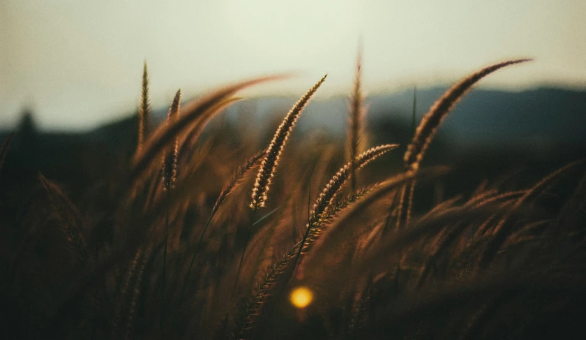 the sun shining through the dried grass and the hills