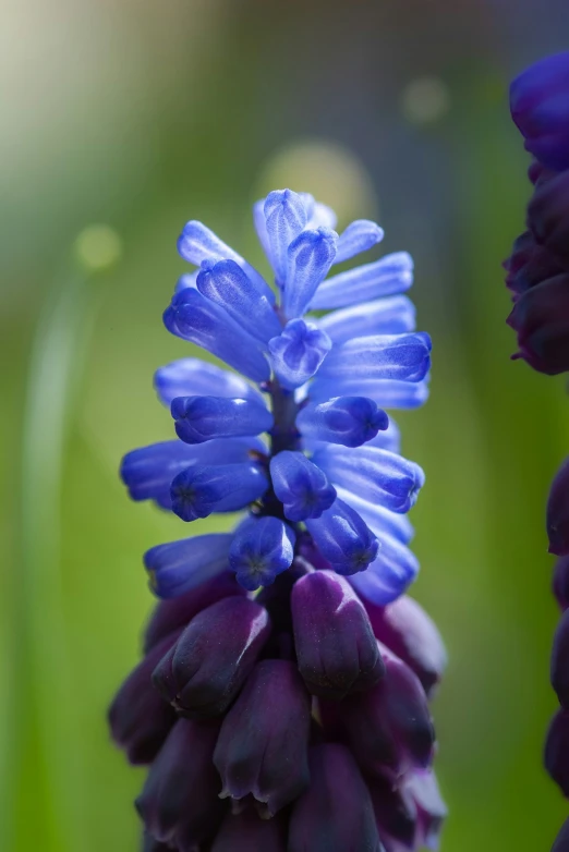 a purple flower is blooming from the middle of it