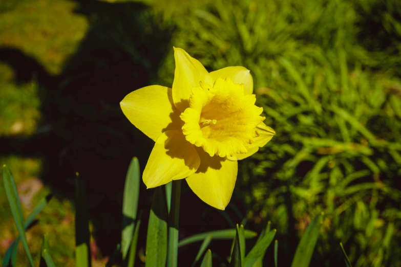 the yellow flower is in the yard on the sunny day