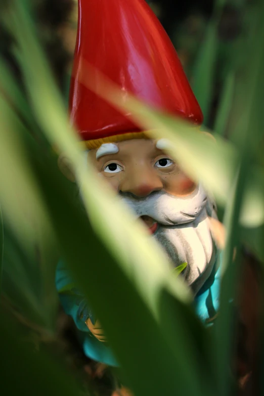 a garden gnome with a red hat and white beard looking around