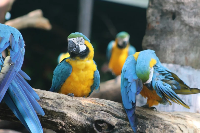 a group of colorful birds sitting on the nches of a tree