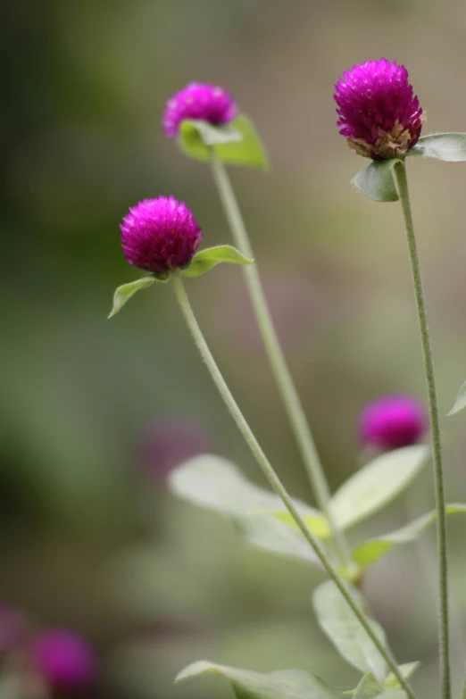 pink flowers are close together on the stalk