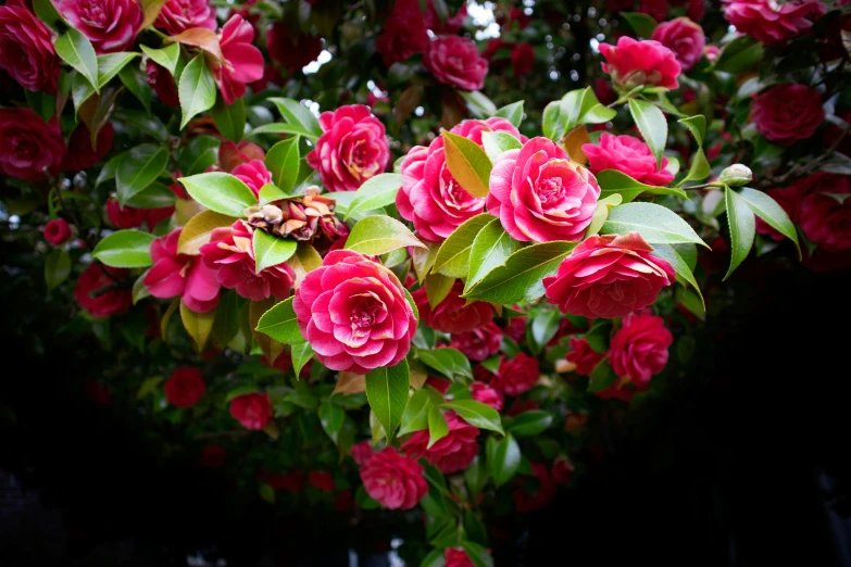 a tree with lots of red roses and leaves