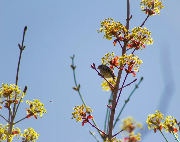 a brown bird standing on top of a tree