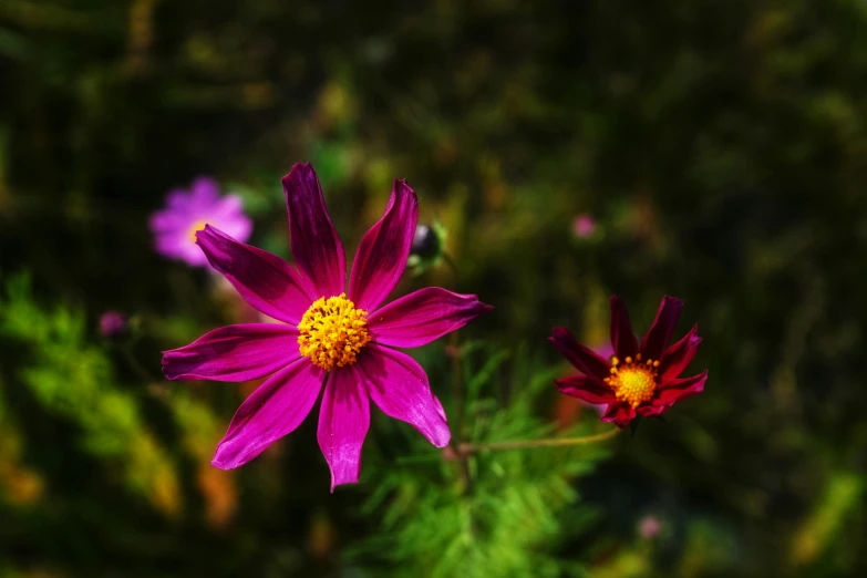 the top view of two pink and yellow flowers