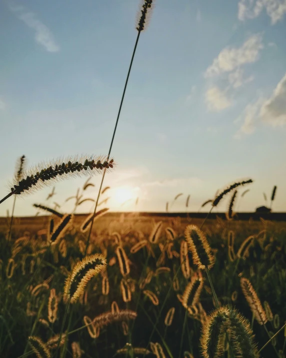 wheat field on the farm with sun setting