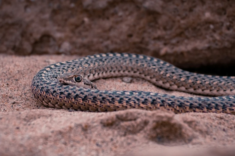 a snake with some brown dots sitting in the sand