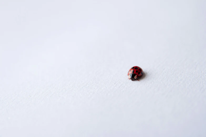 a ladybug crawls around on the snow covered ground