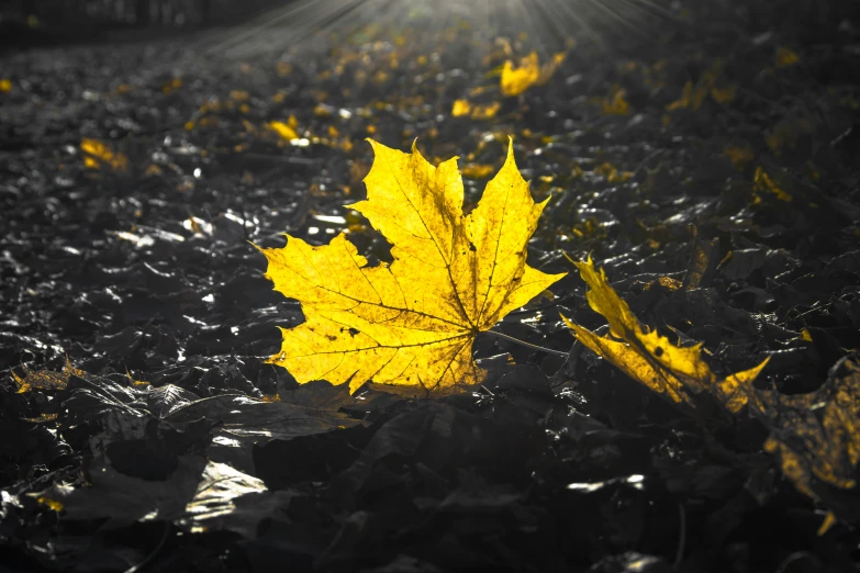 a yellow leaf is shown on the ground