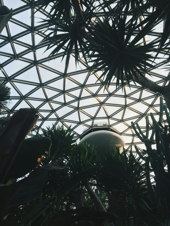 looking up at the roof through tropical plants