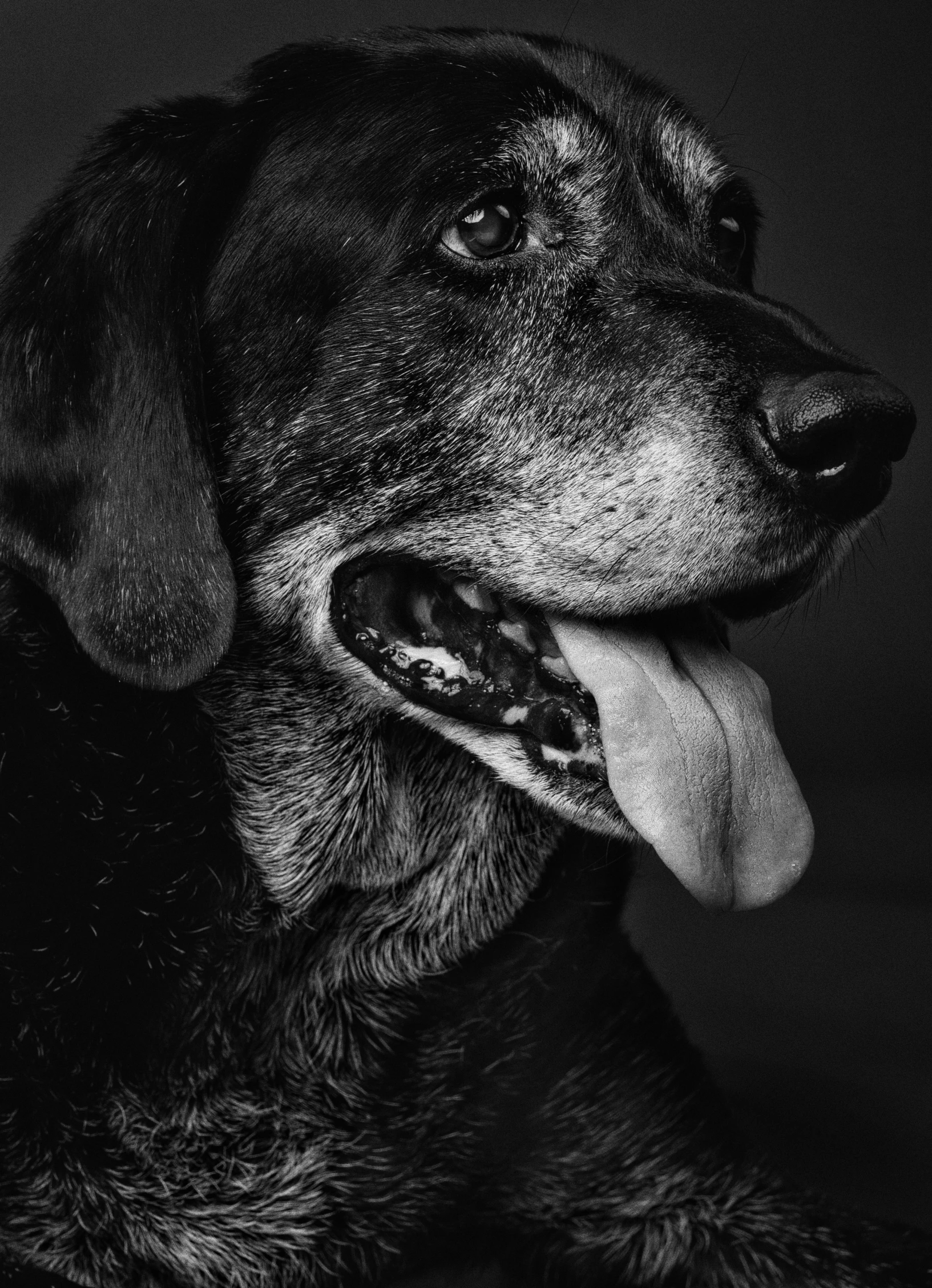 black and white pograph of a dog with a tongue out