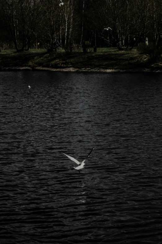 bird flying over dark water in the foreground with trees in the background