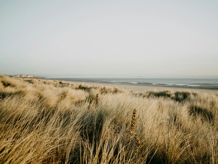 some very pretty tall grass by the water