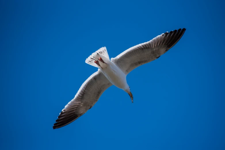 the white bird is flying high up in the sky