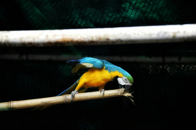 a colorful bird perched on the end of a bamboo stick