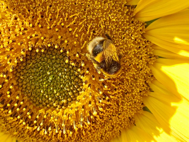 a bee on a sunflower, from above, with honeybees around it
