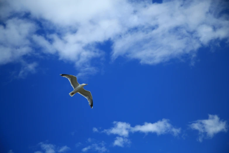 a white bird flying high in the blue sky