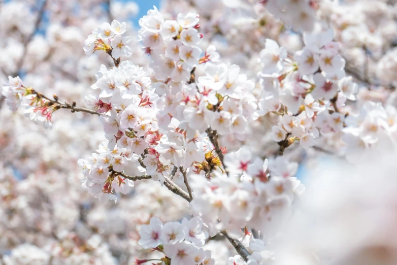 bee on blossoms in bloom against the blue sky