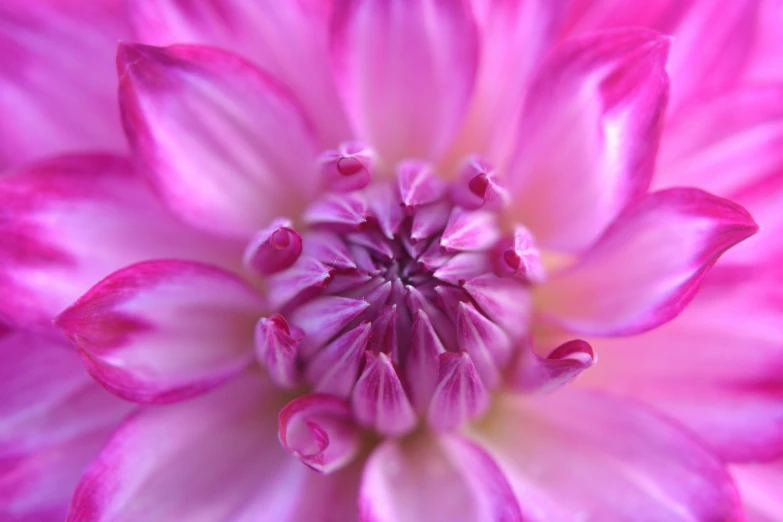 this is an image of a flower close up