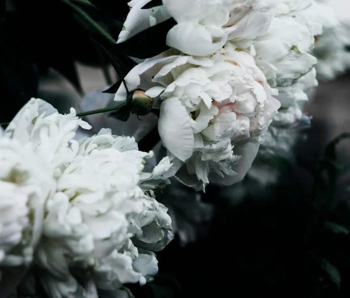 close up of flowers with black background