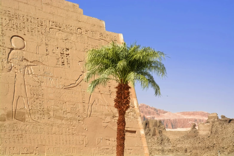 a palm tree sits in front of the walls of an ancient egyptian temple