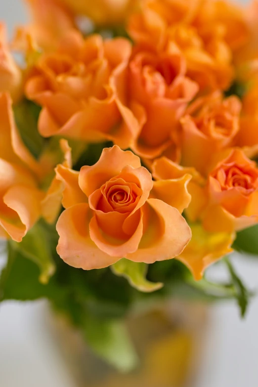 a close up view of a group of orange roses