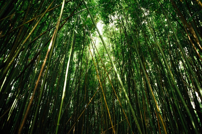 large stalks of bamboo are the focal point of this image