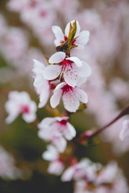 the pink flowers are blooming on this tree