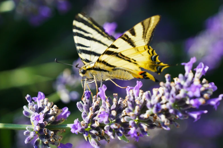 the beautiful yellow erfly is on a lavender bush