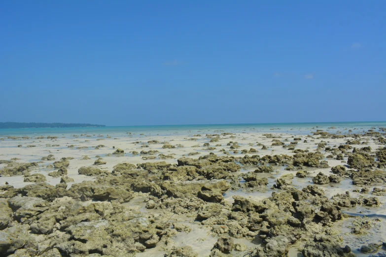 this sandy beach is covered with seaweed and other plants