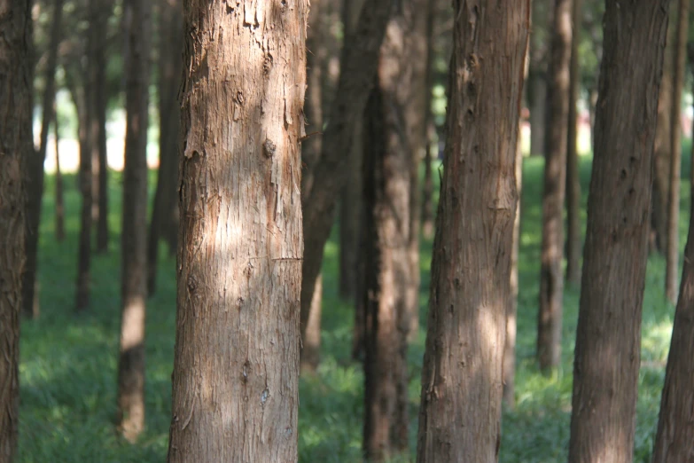 a line of trees standing in a forest