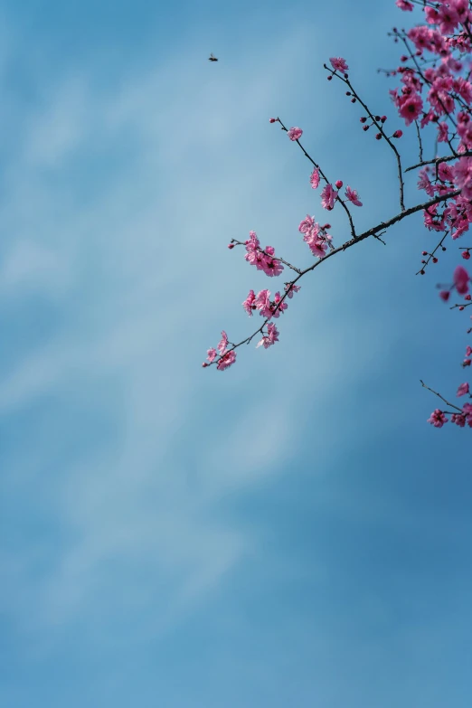 a blue sky is behind pink flowers in the tree