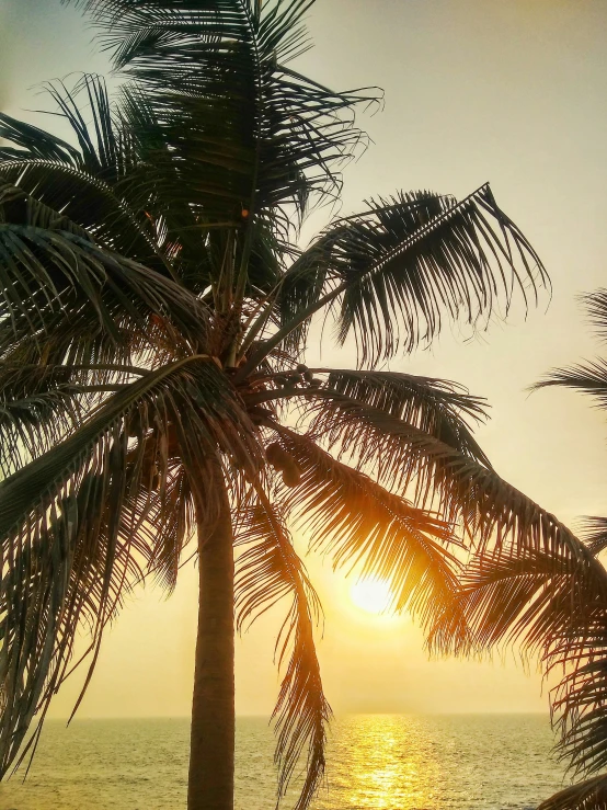 the sunset shines through the palm trees in the ocean