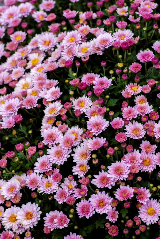 many pink flowers growing near each other