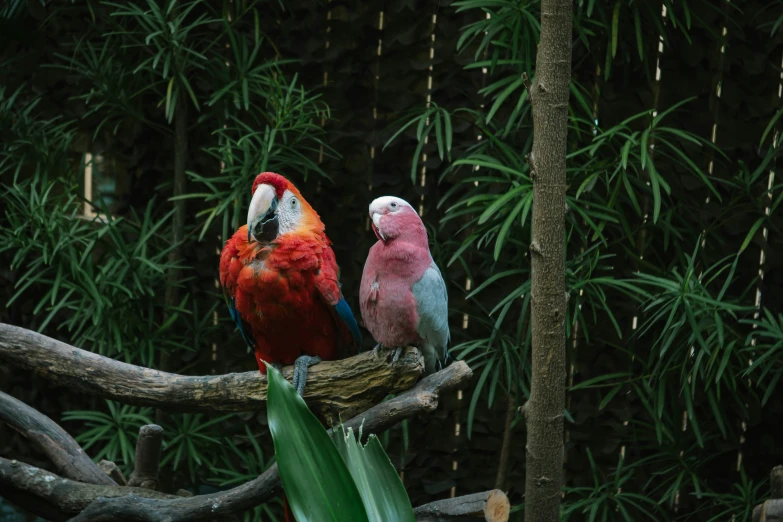 two colorful birds perched on a tree limb