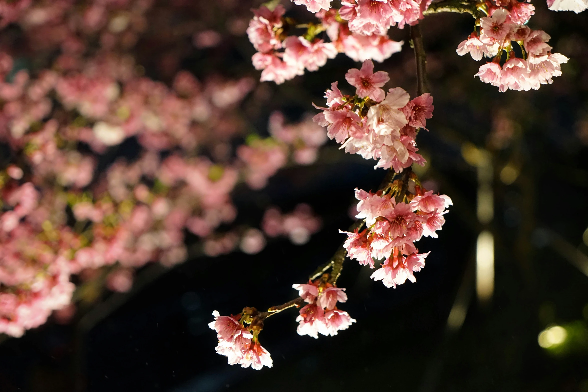 pink flowers are blooming on a nch in the dark