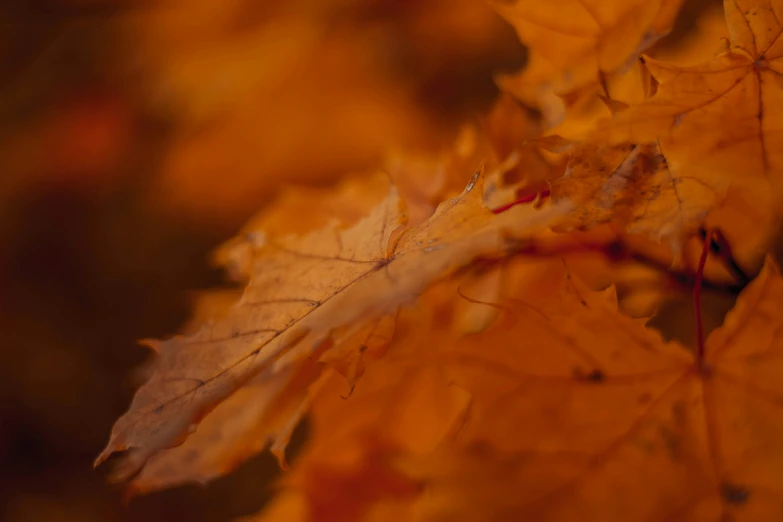 close up of a leaf on an orange tree