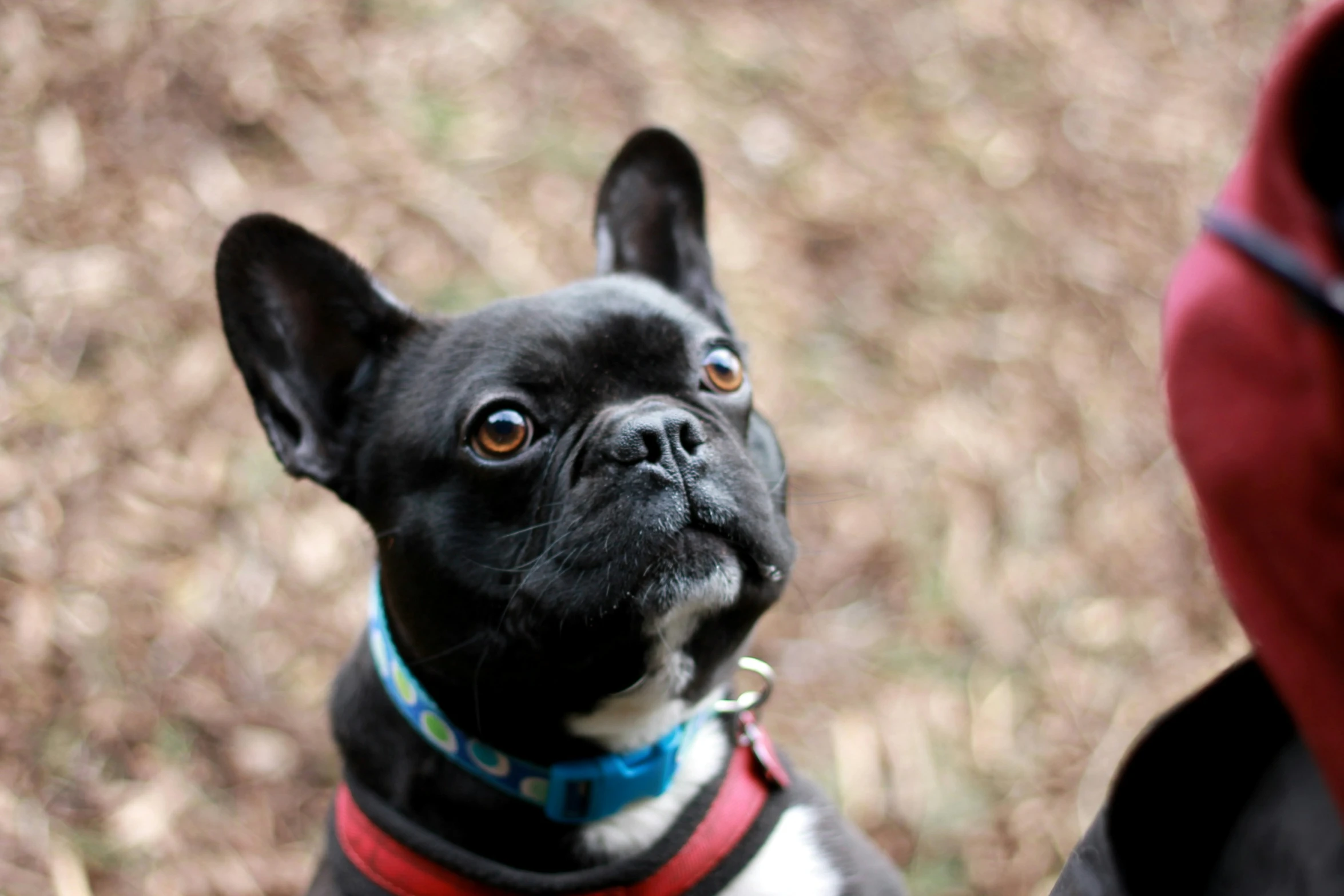 black and white dog looking up in front of person