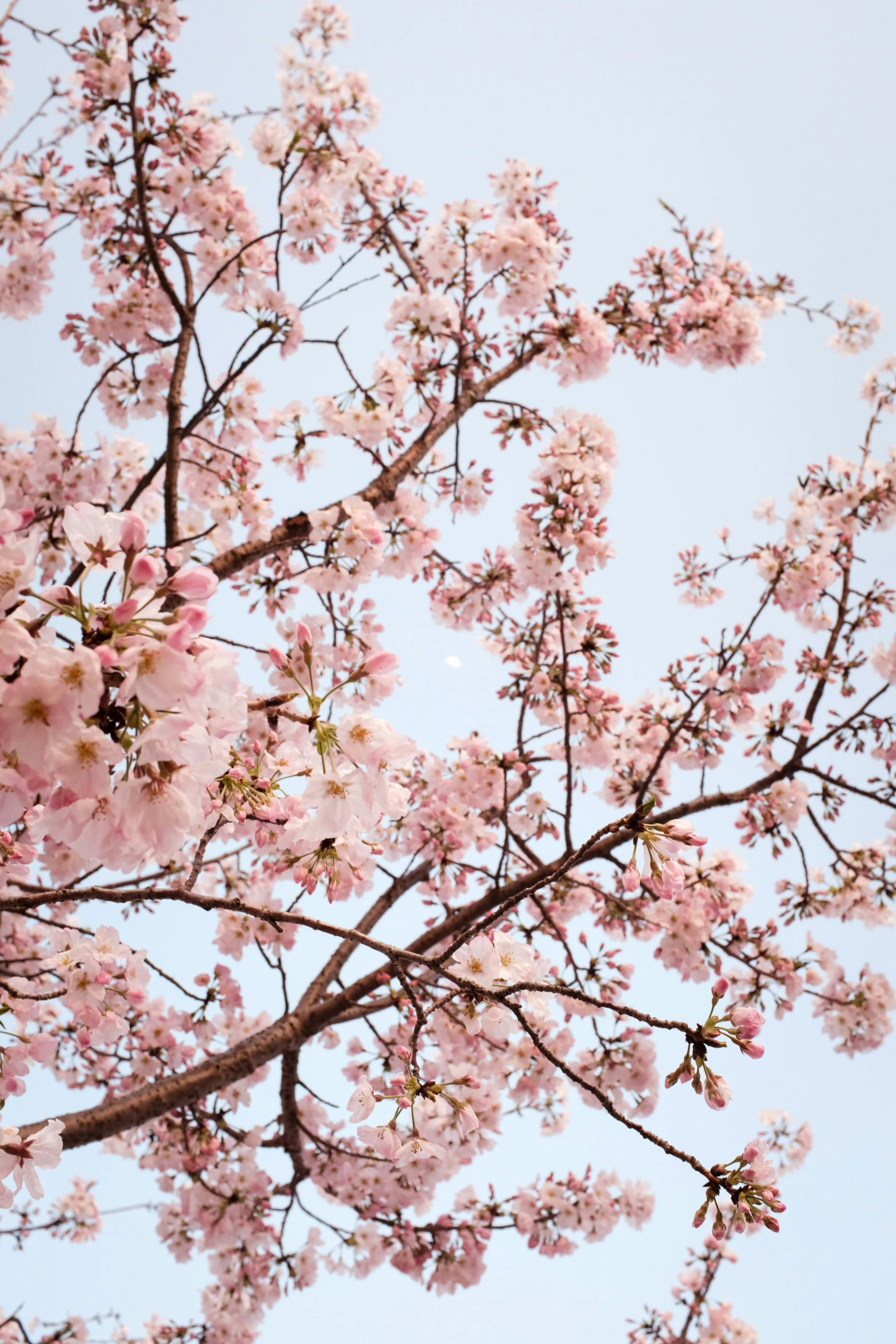 the pink flowers are on the nches of the tree