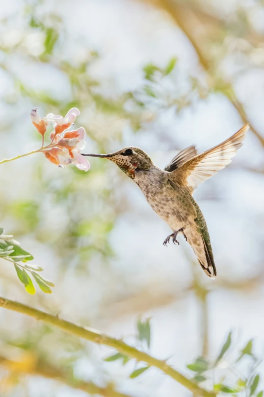 a small hummingbird feeding from a red flower