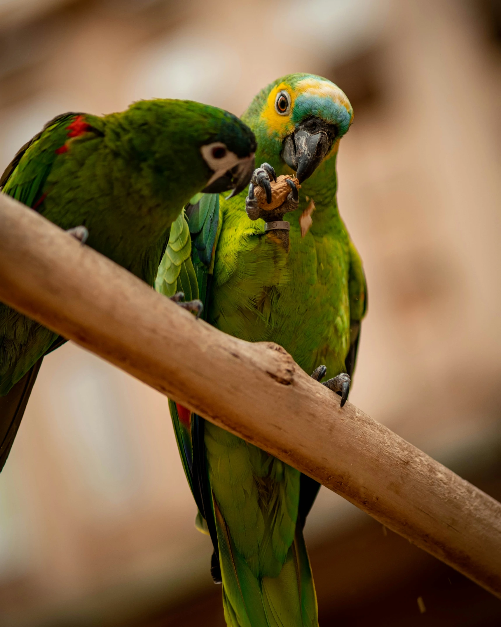 two green birds sitting on a nch with one eating food