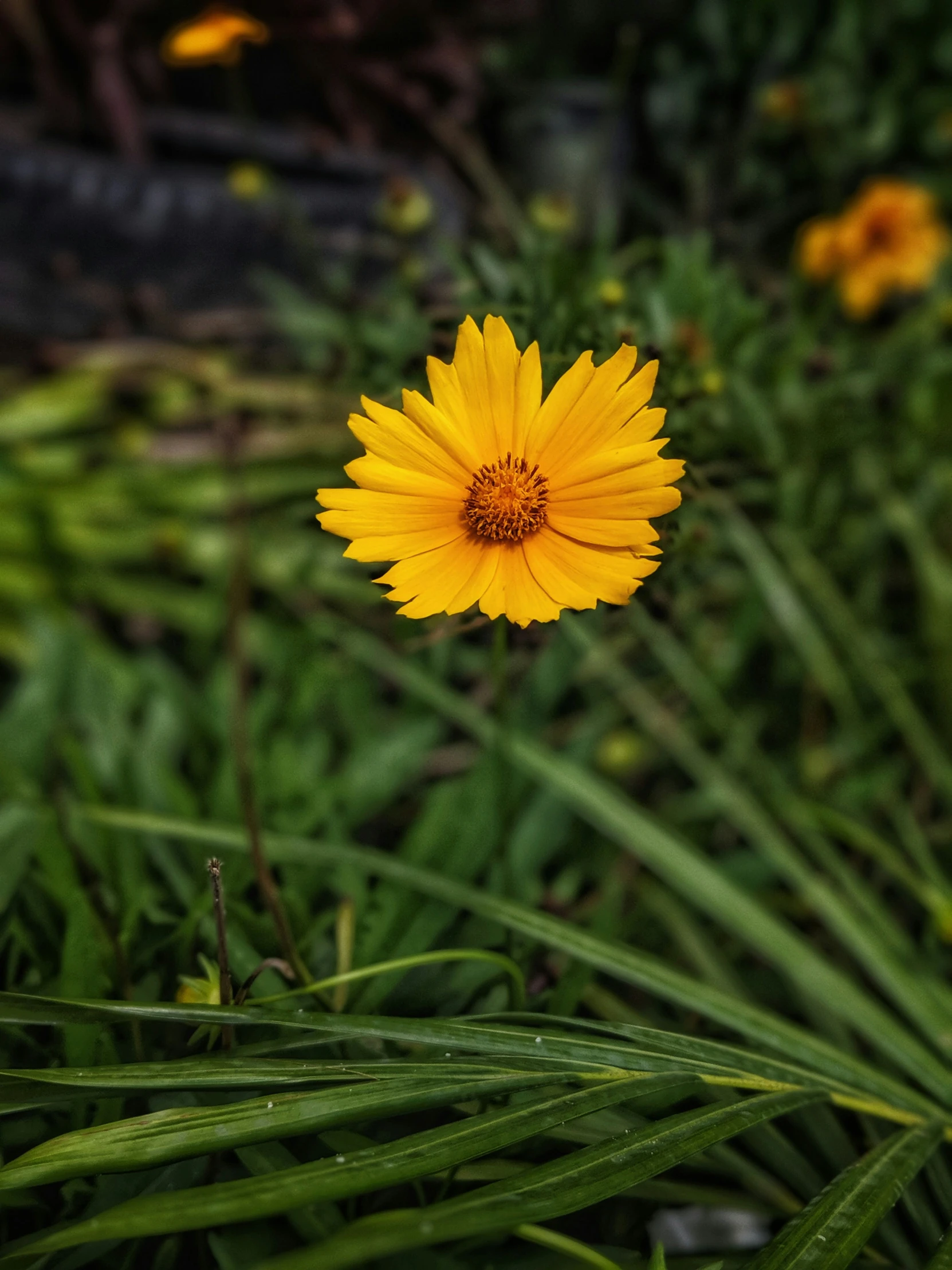 yellow flower sitting on the green grass