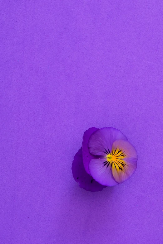 a small purple flower is seen in this picture