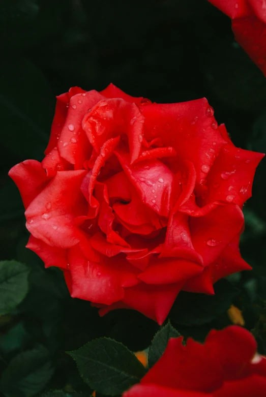 there is a red rose with drops on it